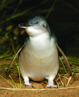 penguin parade