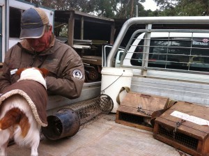 rabbit control