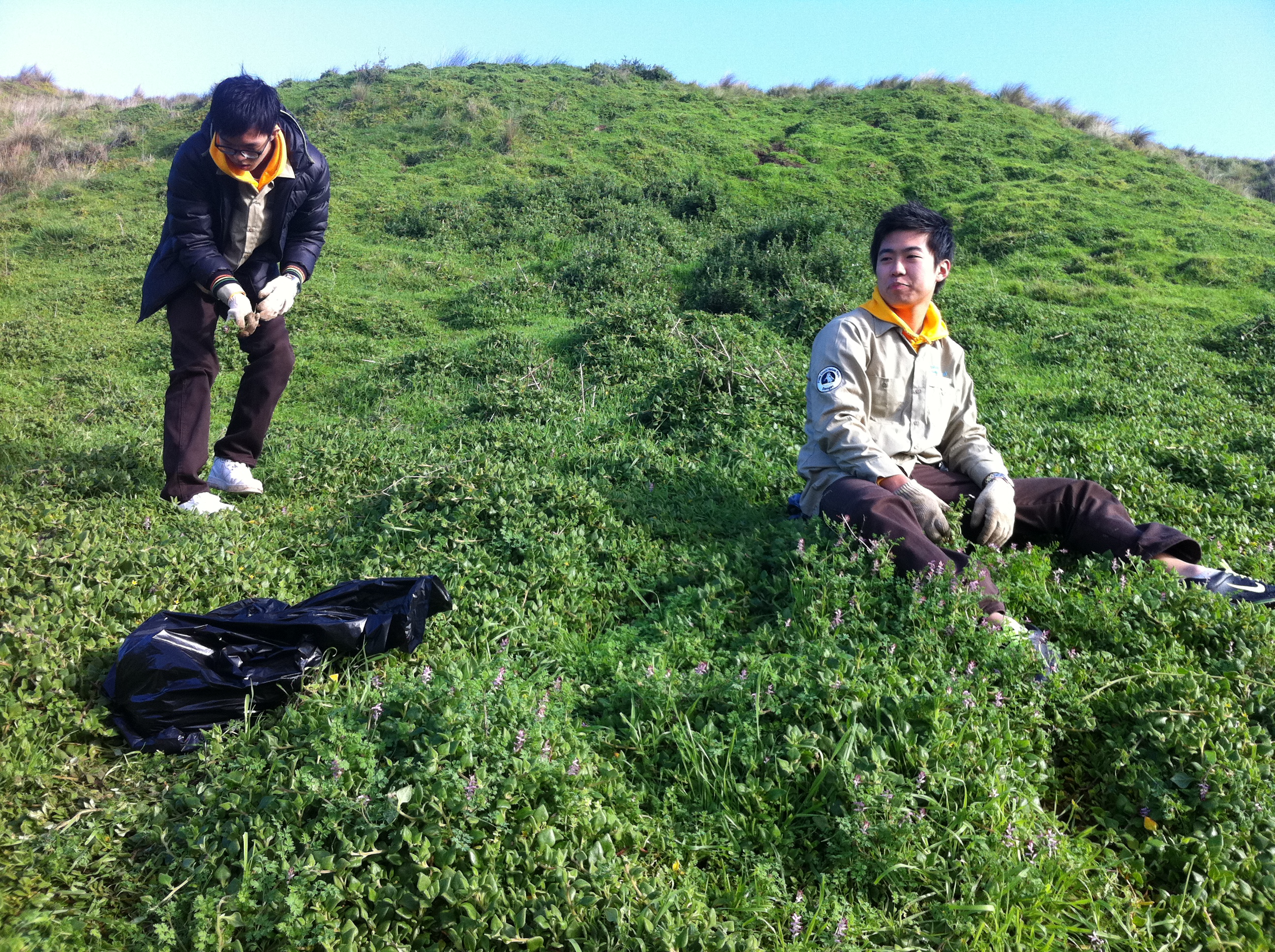weed removal