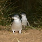 Penguin-5-150x150